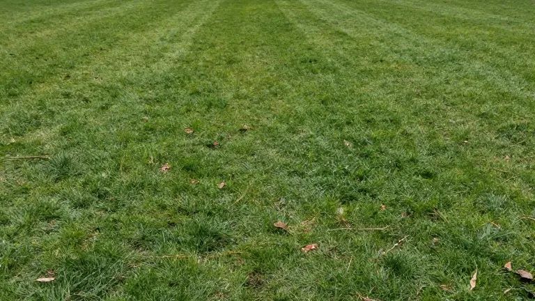West Zilker Lawn Reopens Saturday After ACL Fest Repairs