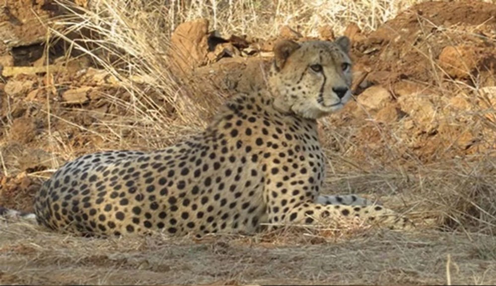 मध्य प्रदेश में चीता प्रोजेक्ट को एक और बड़ी सफलता मिली, Cheetah निर्वा ने दिया चार शावकों को जन्म